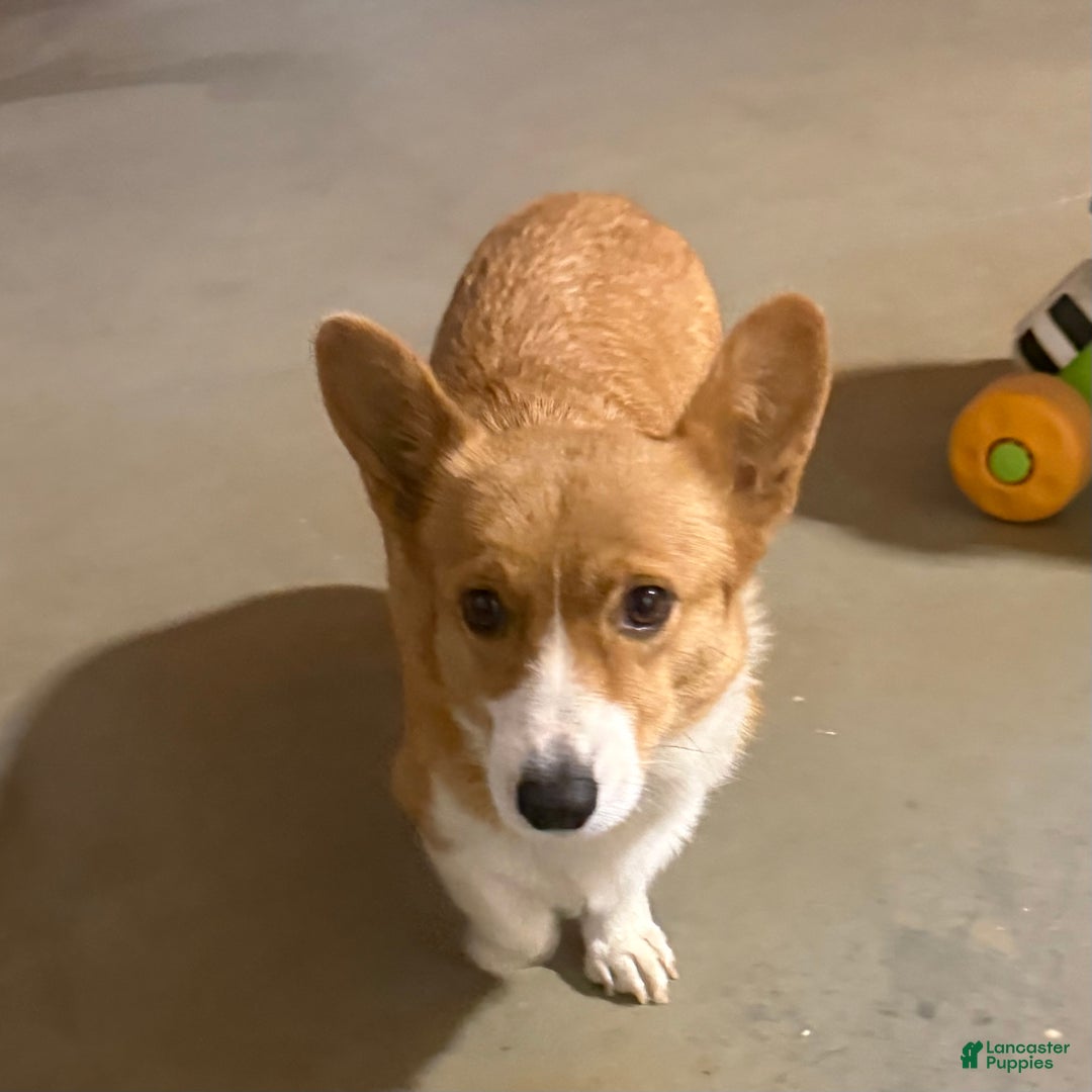 Welsh Corgi Pembroke dogs for sale: Kyler Welsh Corgi Pembroke - Ad 4