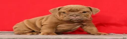 English Bulldog dogs for sale: Scotty - Ad 8