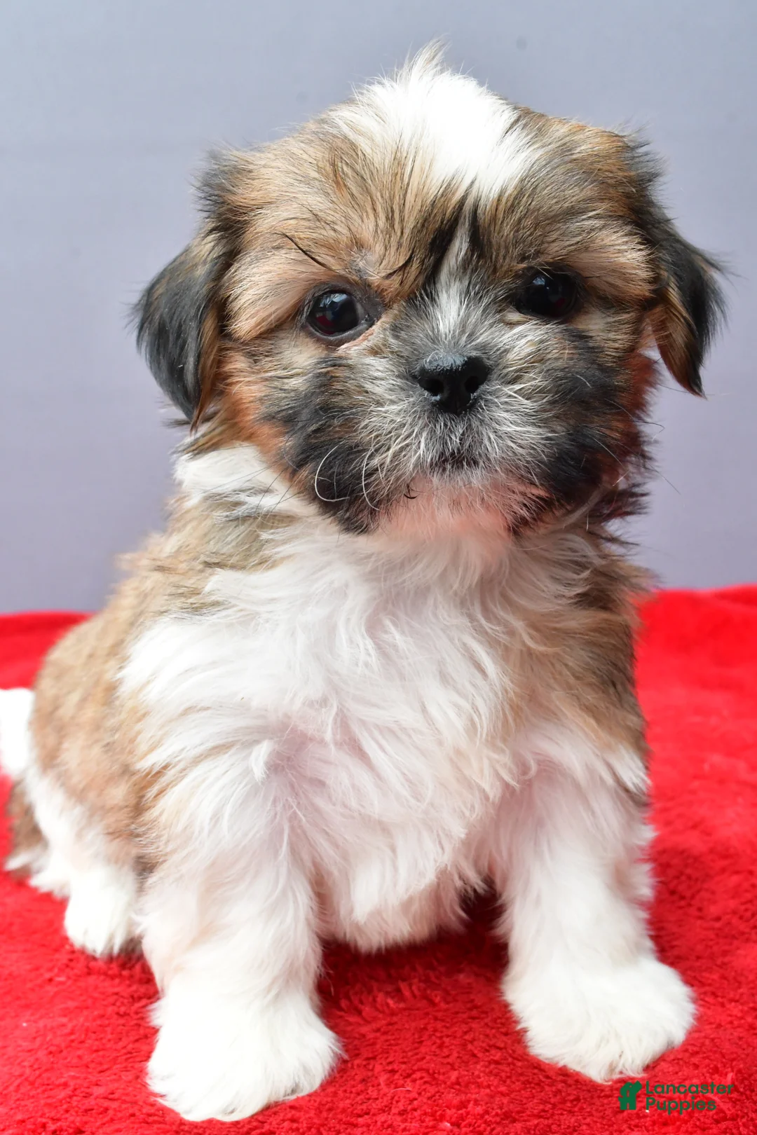 Shih Tzu dogs for sale: Sara - Ad 2