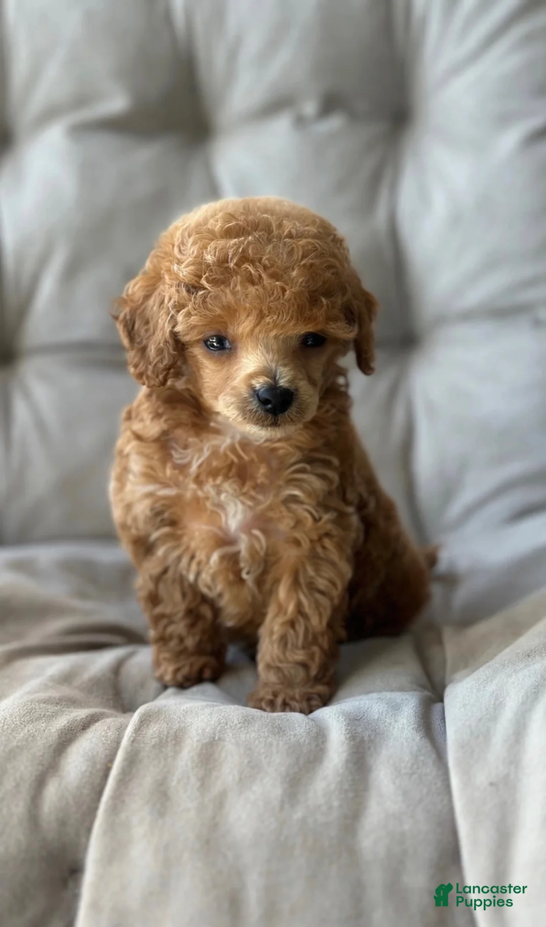 Toy Poodle dogs for sale: AKC Nico (Teacup) - Ad 2