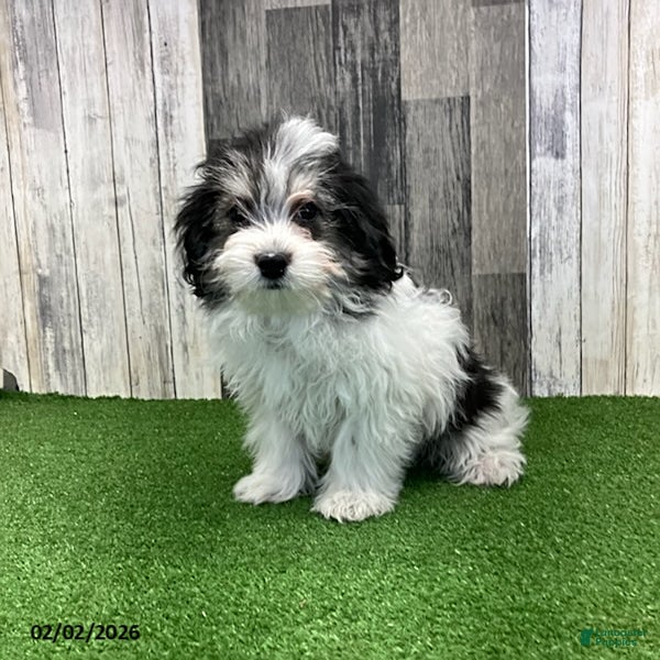 Maltipoo dogs Jamie - Ad 1
