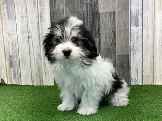 Maltipoo dogs Jamie - Ad 1