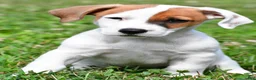 Jack Russell Terrier dogs for sale: Buster - Ad 3