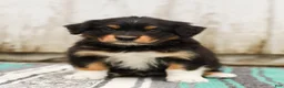 Australian Shepherd dogs for sale: Tessa - Ad 2