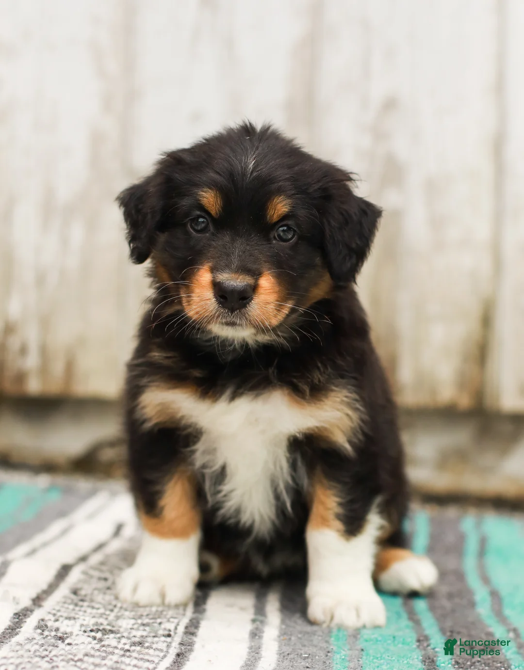 Australian Shepherd dogs for sale: Tessa - Ad 2
