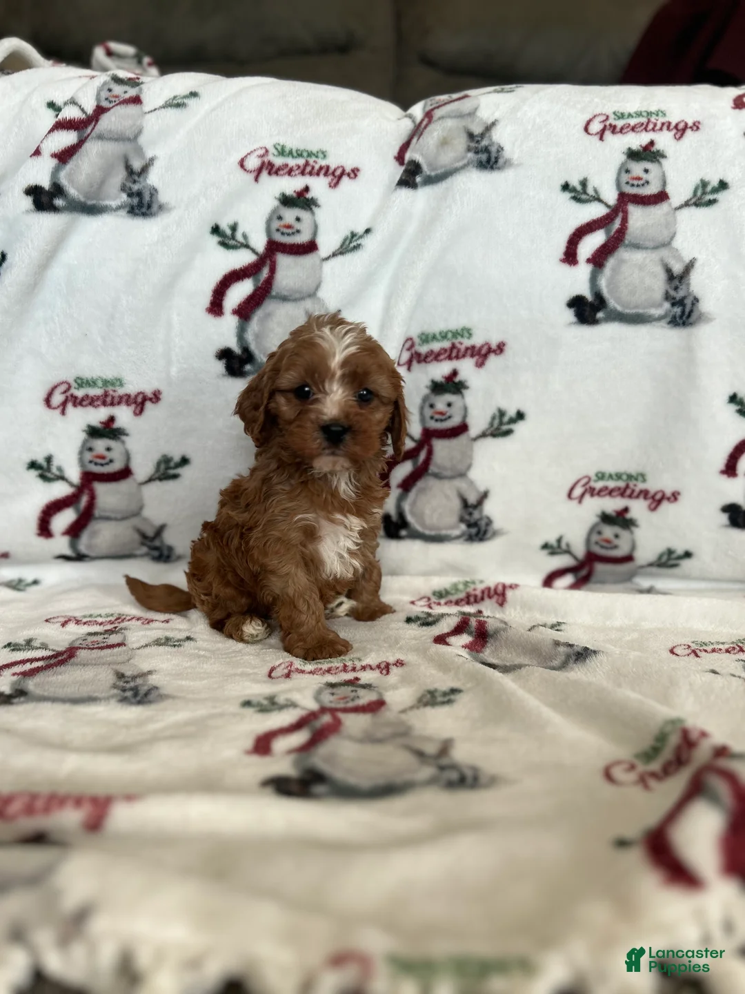 Cavapoo dogs for sale: Cavapoo Puppy 1 - Ad 3