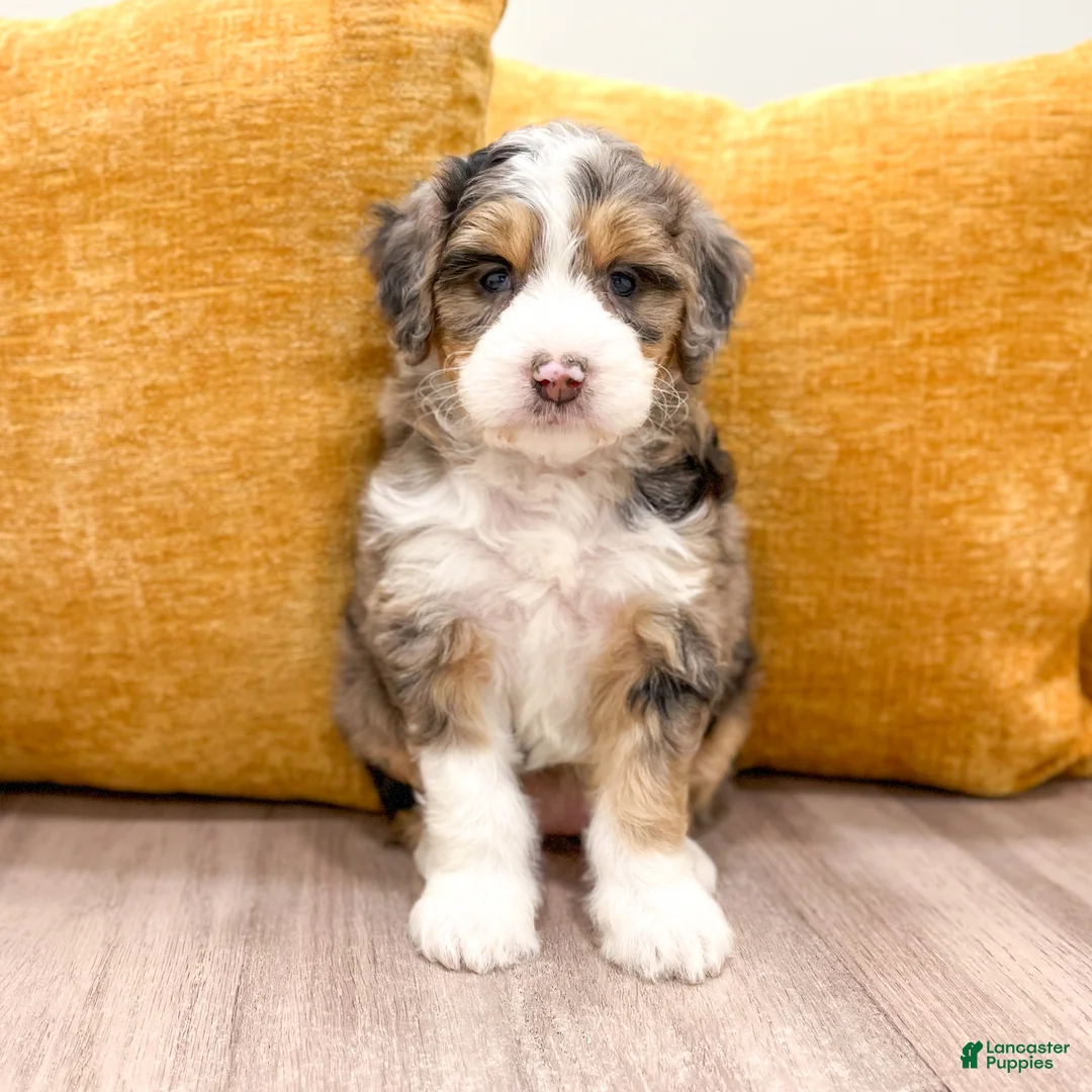 Mini Bernedoodle dogs for sale: Scarlett - Ad 2