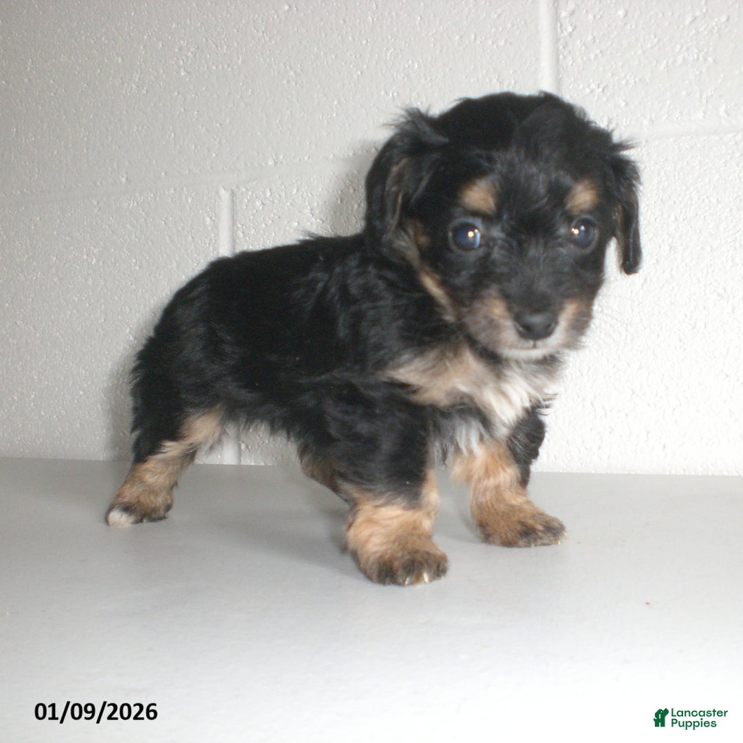 Yorkiepoo dogs for sale: Angie - Ad 20