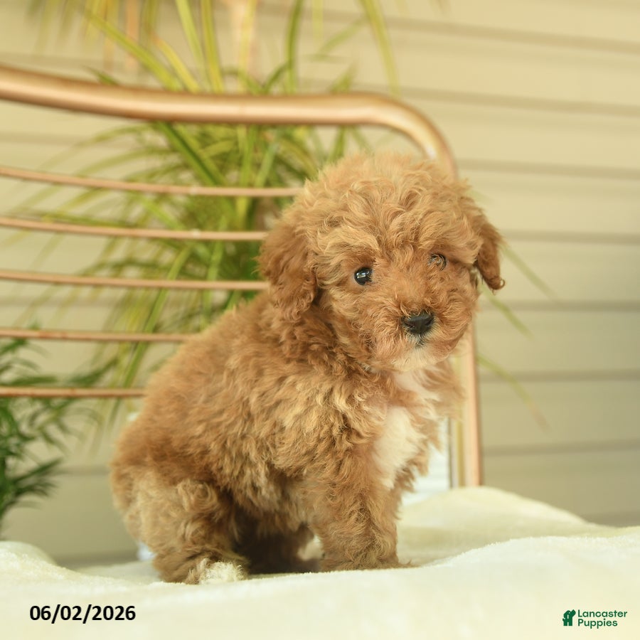 Miniature Poodle dogs for sale: Quincy - Ad 5