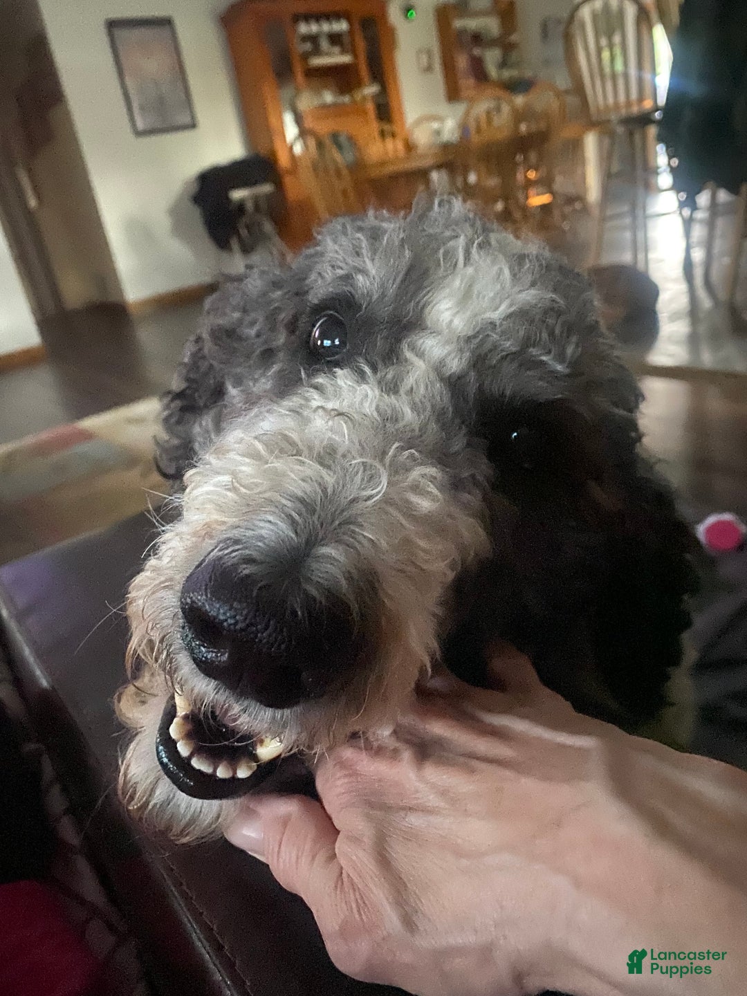 Goldendoodle dogs for sale: Red - Ad 6