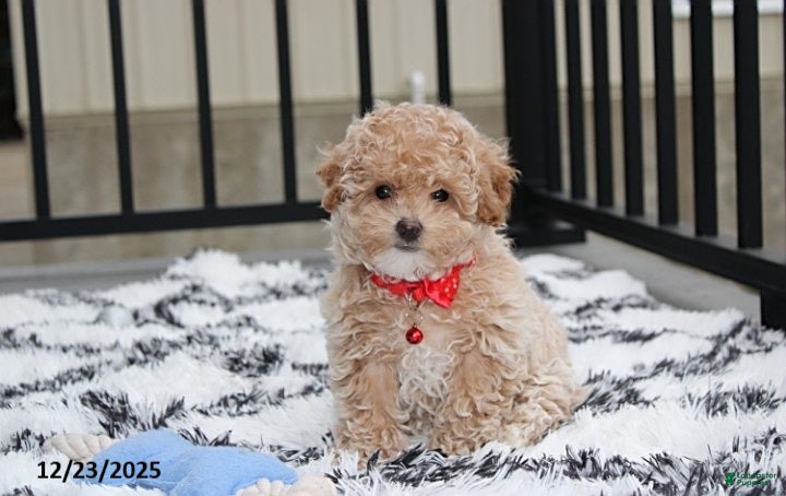 Bichpoo dogs Skylar - Ad 5