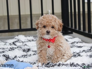 Bichpoo dogs Skylar - Ad 5