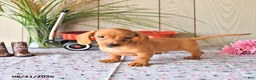 Miniature Dachshund dogs for sale: Ronny - Ad 10