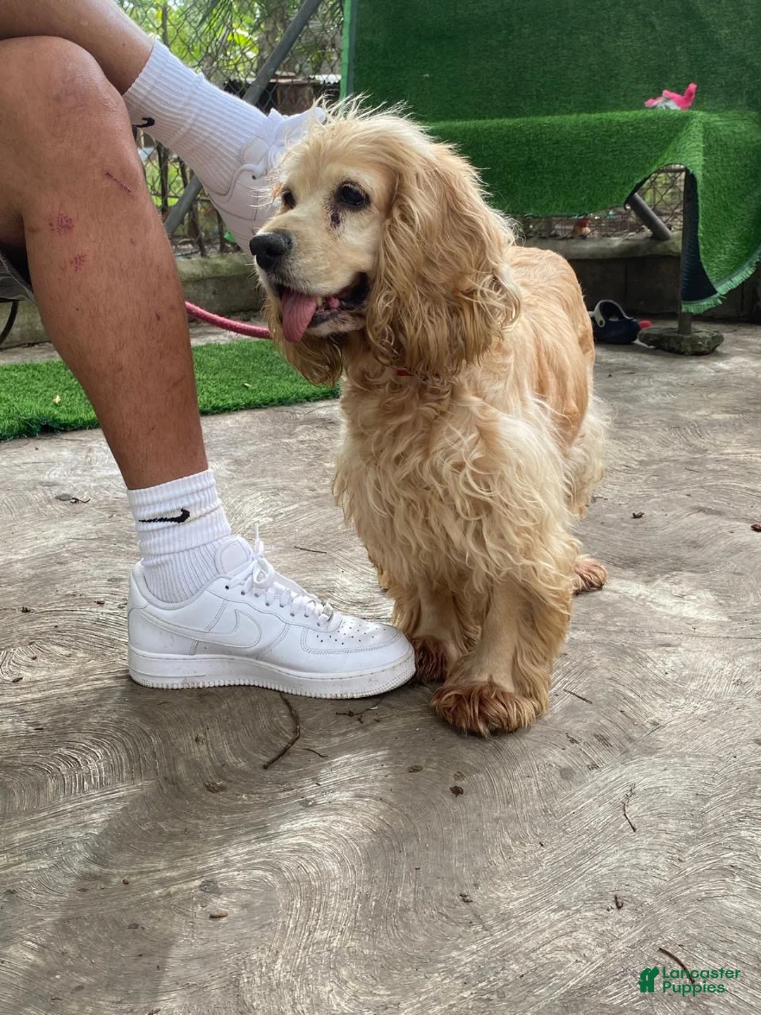 Cocker Spaniel dogs for sale: Cocker Spaniel Puppy 1 - Ad 12