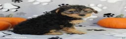 Yorkiepoo dogs for sale: Santiago - Ad 3