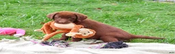 Labrador Retriever dogs for sale: Nutella - Ad 3