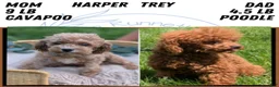 Cavapoo dogs for sale: Ezi - Ad 8