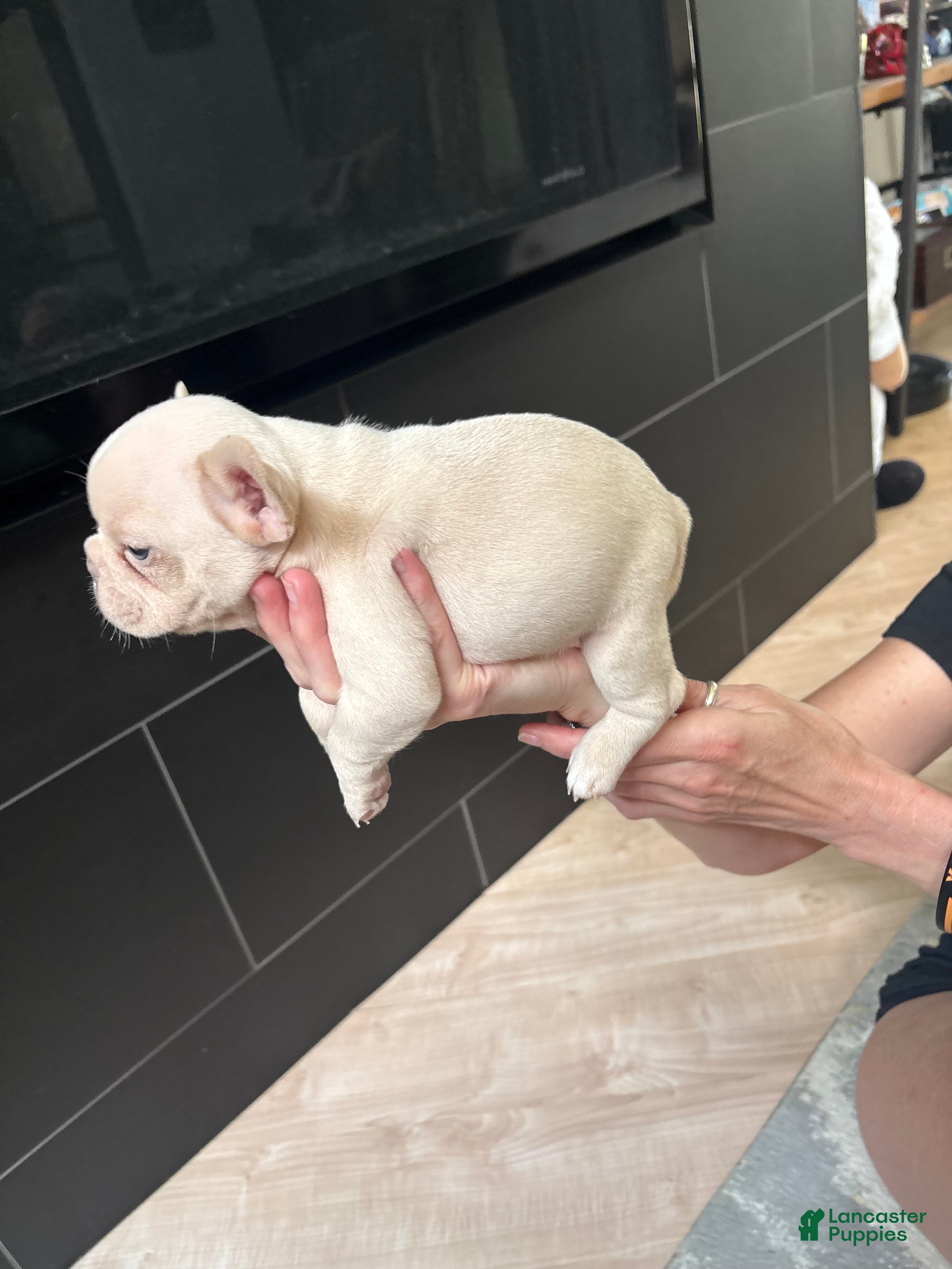 French Bulldog dogs for sale: French Bulldog 4 - Ad 2