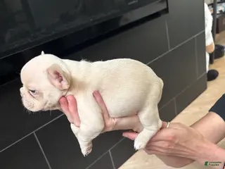 French Bulldog dogs French Bulldog 4 - Ad 8