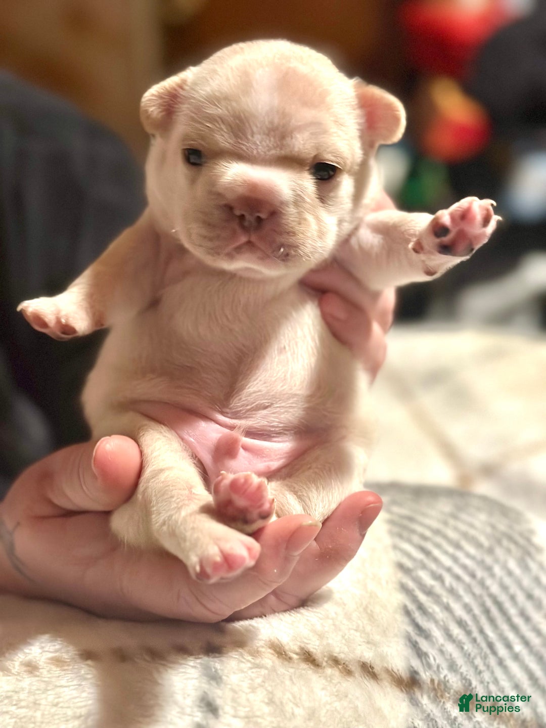 French Bulldog dogs for sale: French Bulldog Puppy 2 - Ad 3