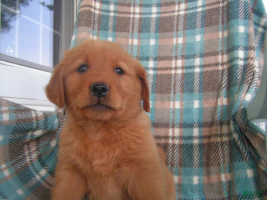 Golden Retriever dogs for sale: Landon - Ad 5