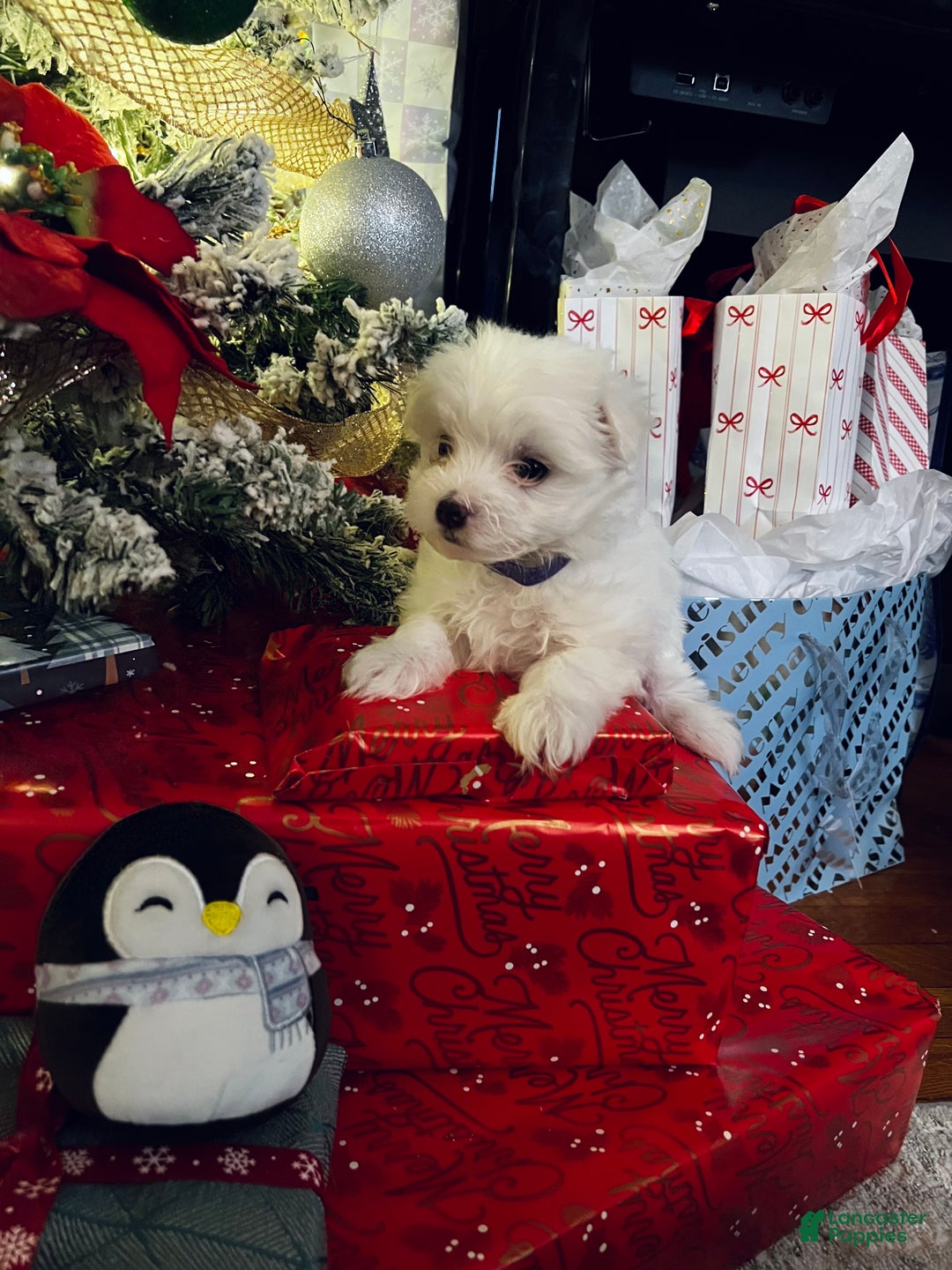Maltese dogs for sale: Ribbons - Ad 2
