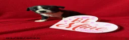 Boston Terrier dogs for sale: Harper - Ad 3