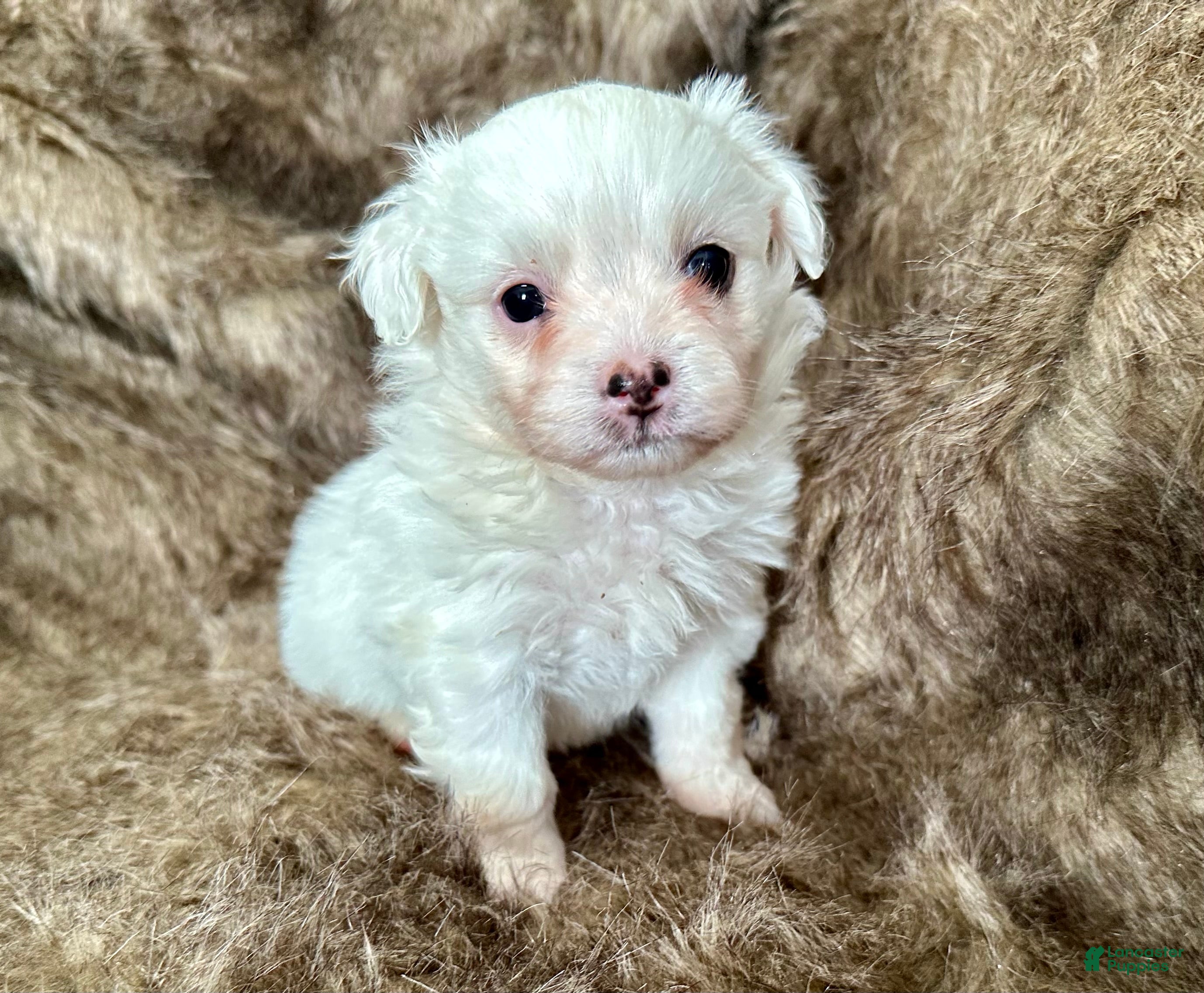 Mixed Breed dogs Snow White - Ad 6