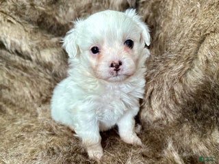 Mixed Breed dogs Snow White - Ad 11