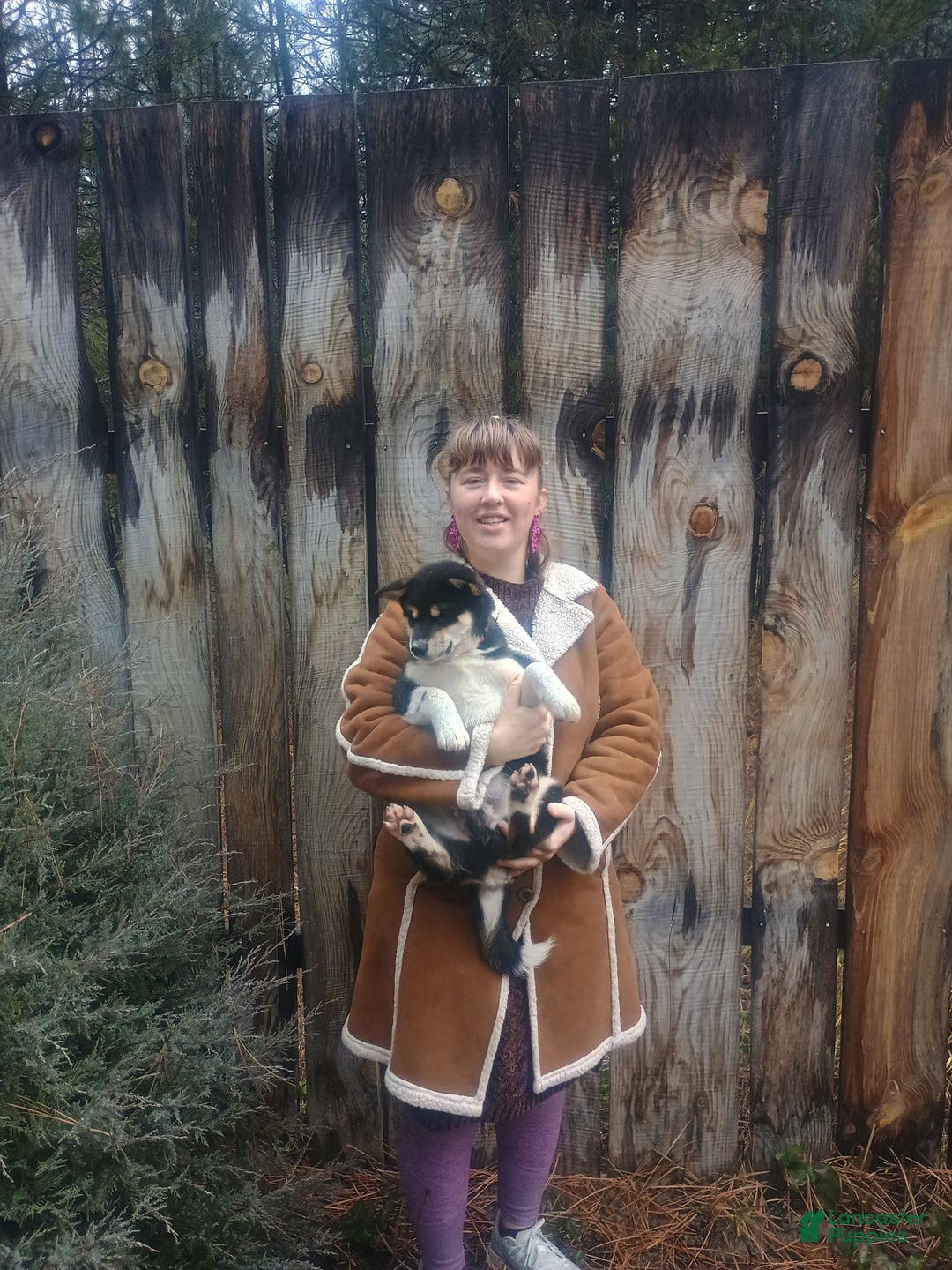 Shiba Inu dogs for sale: Joey - Ad 3