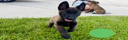 Belgian Malinois dogs for sale: Belgian Malinois 3 - Ad 1