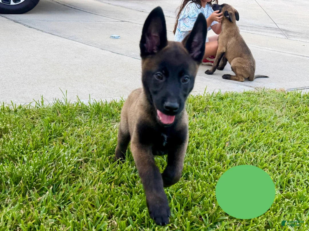 Belgian Malinois dogs for sale: Belgian Malinois 3 - Ad 1