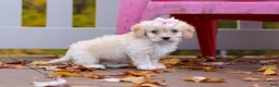 Cavachon dogs for sale: Honey - Ad 6
