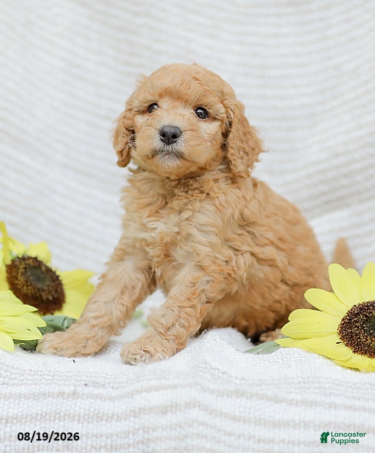 Goldendoodle dogs Jasmine - Ad 1