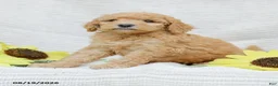 Goldendoodle dogs for sale: Jasmine - Ad 1