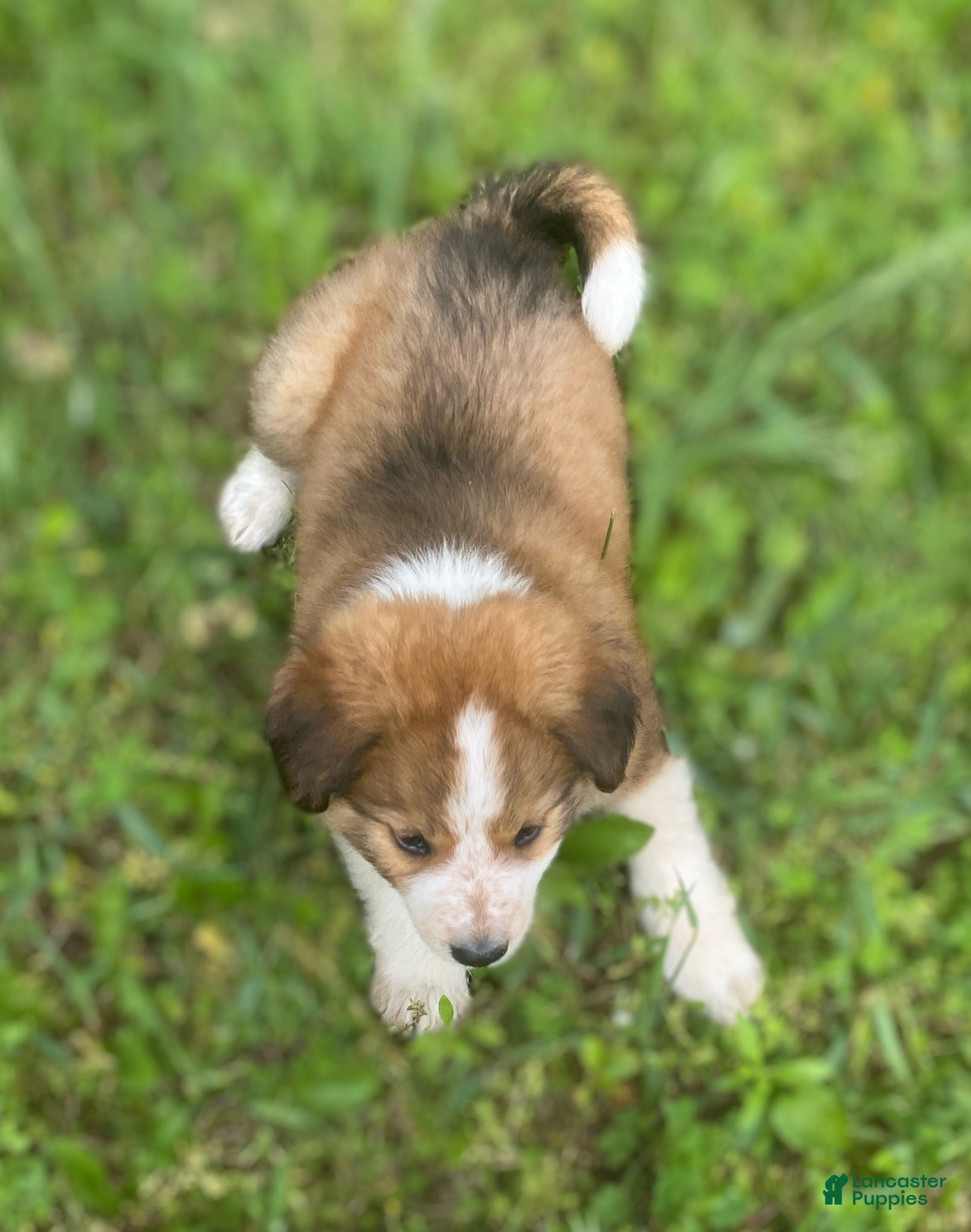 Mixed Breed dogs for sale: ♥️HAPPY GIRL HEIDI♥️ - Ad 13