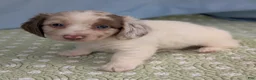 Miniature Dachshund dogs for sale: Miniature Dachshund Puppy 2 - Ad 8