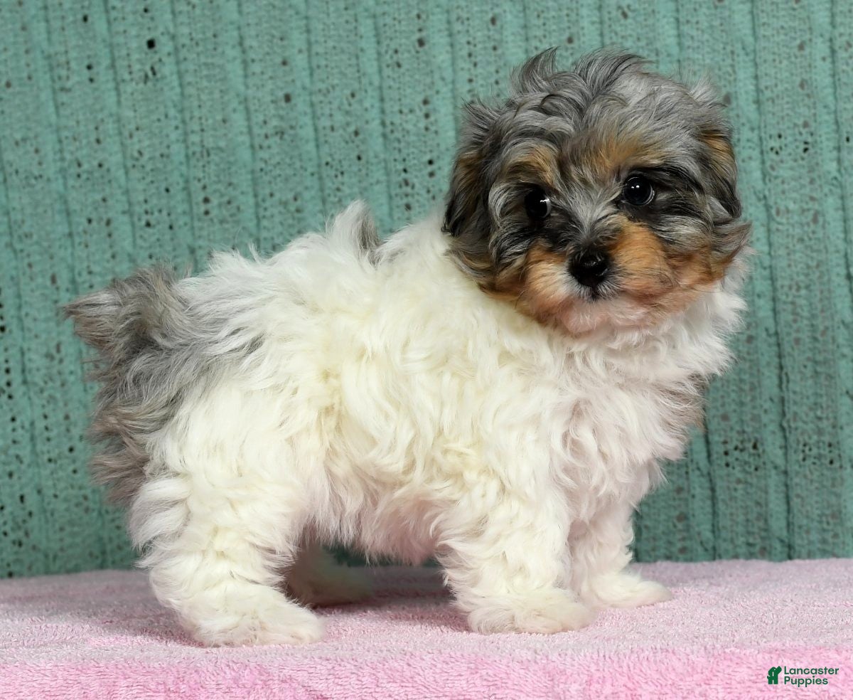 Pomapoo dogs Belle - Ad 7