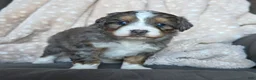 Mini Bernedoodle dogs for sale: Mini Chloe - Ad 8