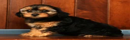 Yorkiepoo dogs for sale: Caleb - Ad 2
