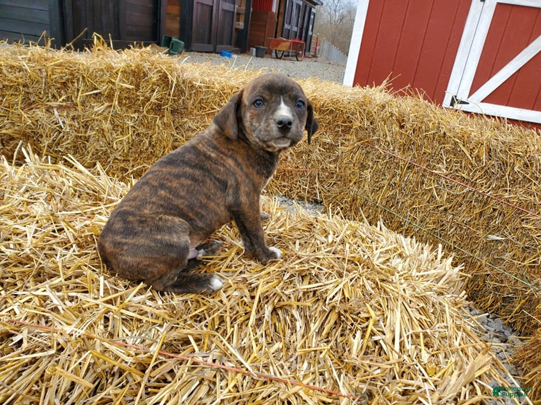 Gallery Image {{count}}