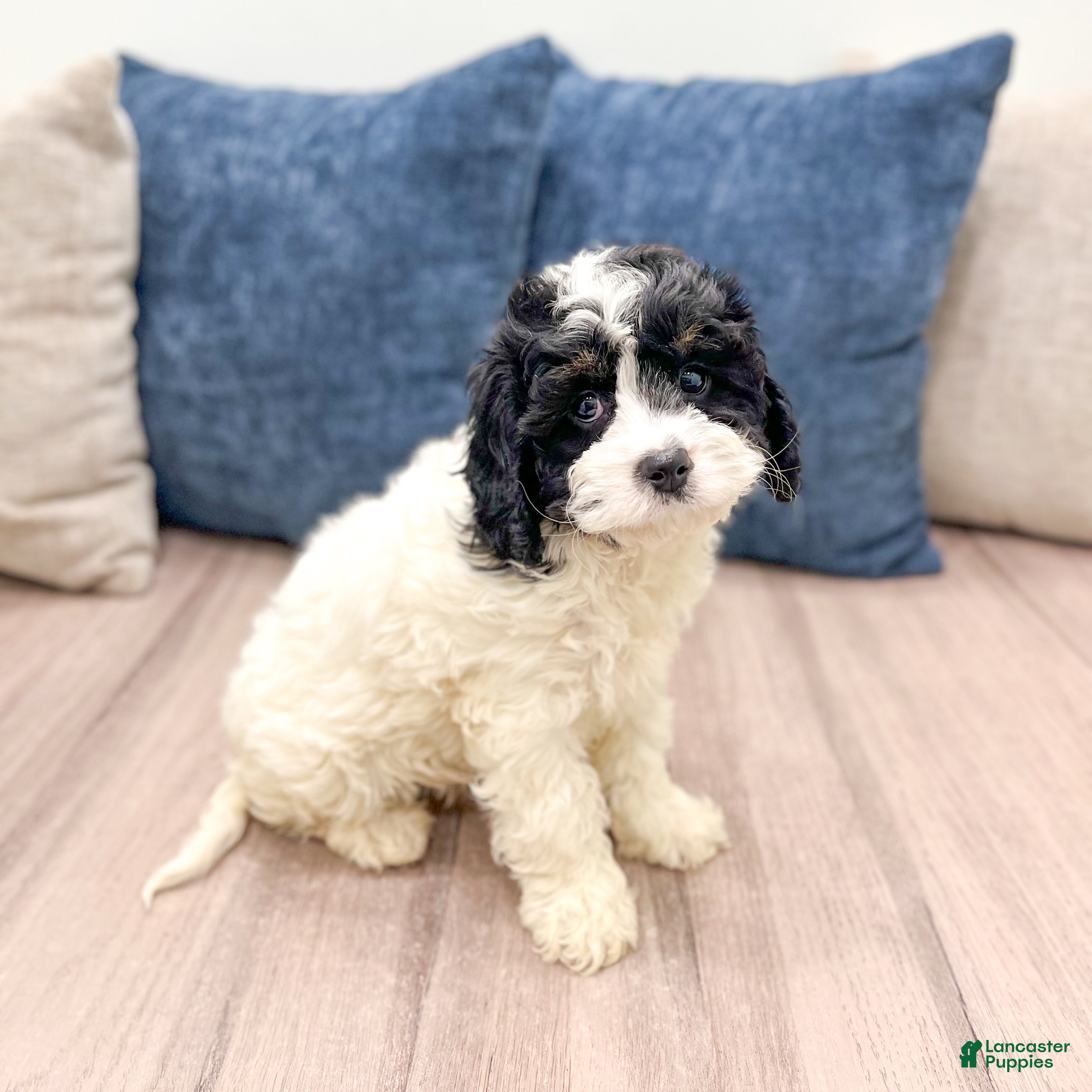 Mixed Breed dogs for sale: Casey - Ad 4