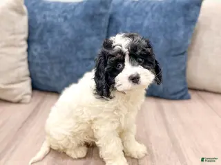 Mixed Breed dogs for sale: Casey - Ad 4