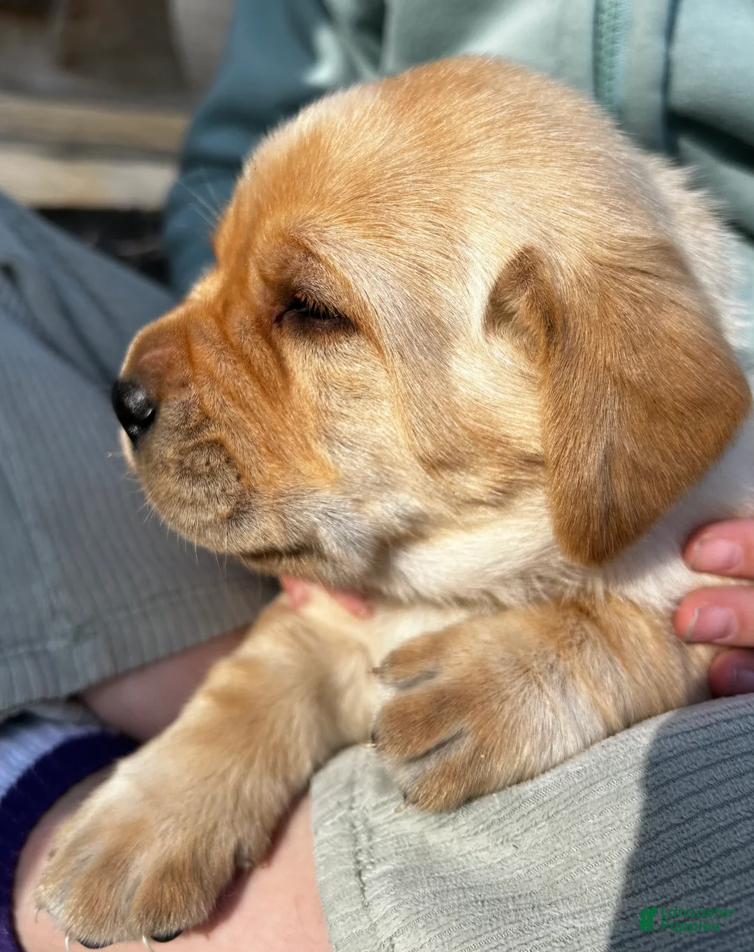 Labrador Retriever dogs for sale: Clint - Ad 2