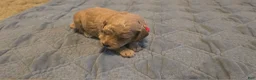 Mini Goldendoodle dogs for sale: daisy  - Ad 3