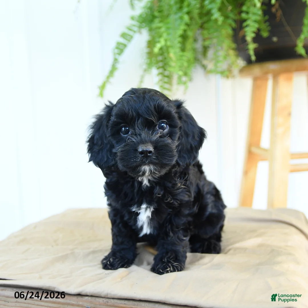 Cavapoo dogs for sale: Freddie - Ad 1