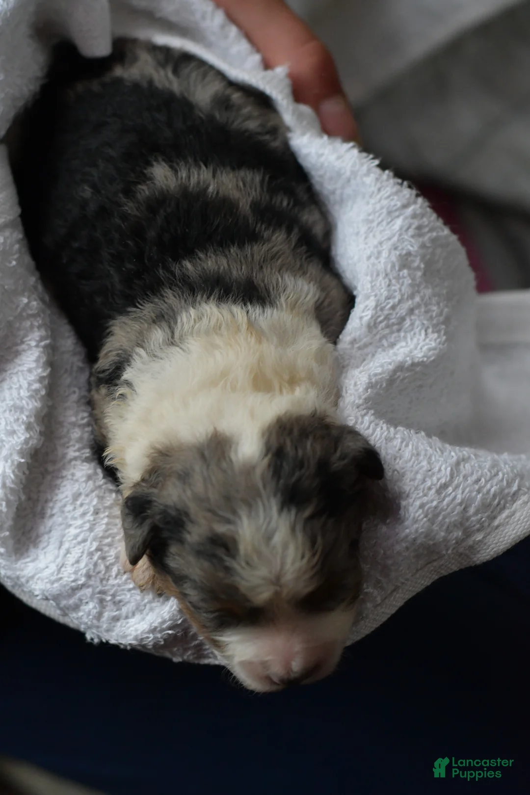 Mini Aussiedoodle dogs for sale: Rory - Ad 20