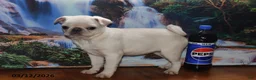 Pug dogs for sale: Priceless Pearl - Ad 10