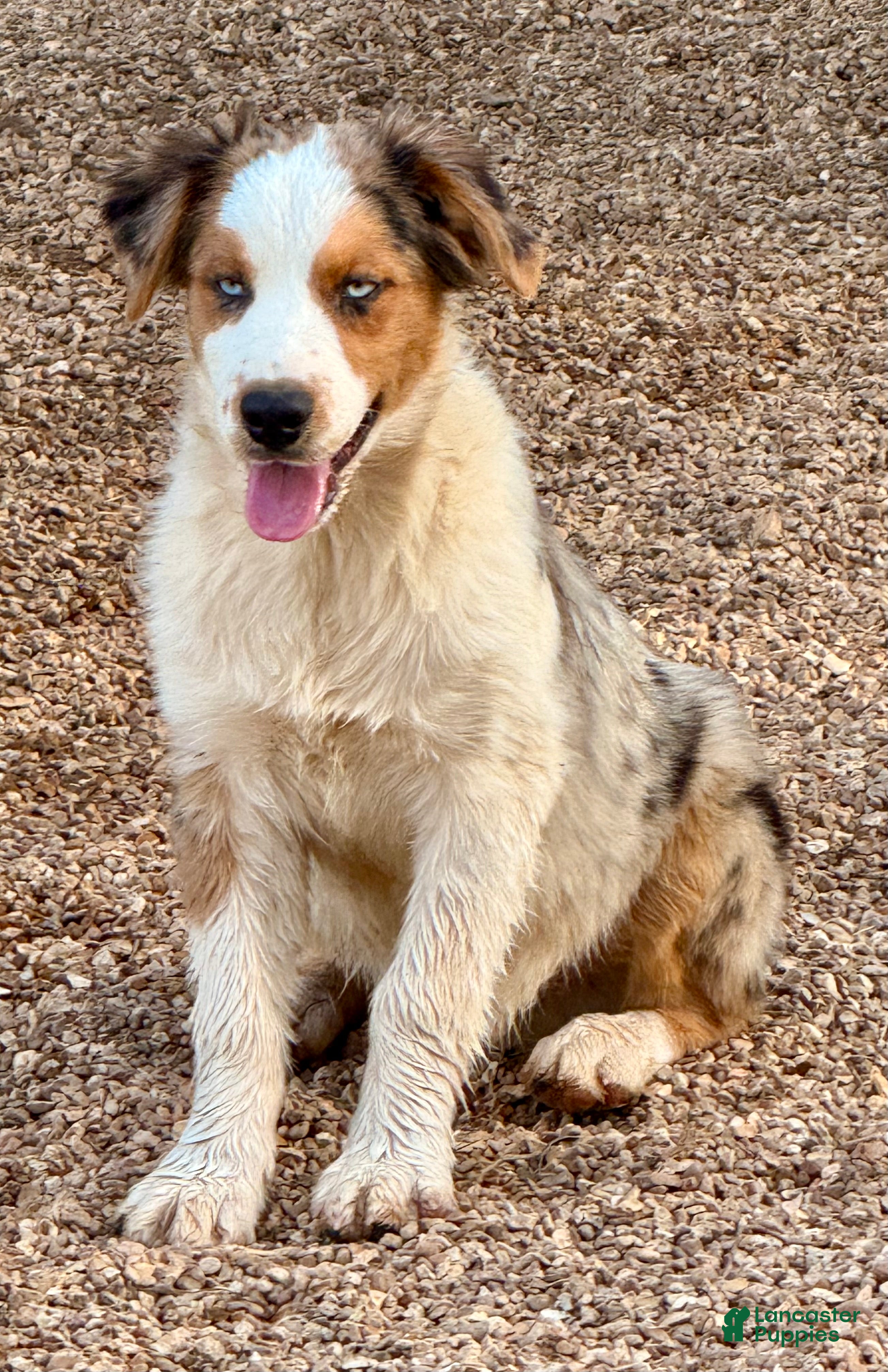 Australian Shepherd dogs Big Jake - Ad 5