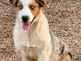 Australian Shepherd dogs Big Jake - Ad 35